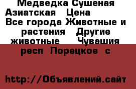 Медведка Сушеная Азиатская › Цена ­ 1 400 - Все города Животные и растения » Другие животные   . Чувашия респ.,Порецкое. с.